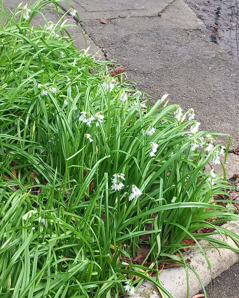 Three-cornered leek Allium triquetrum. Photograph supplied by M Doogan