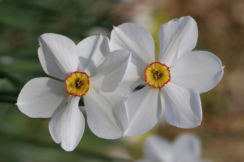 Close up of narcissus poeticus or pheasant's eye daffodils