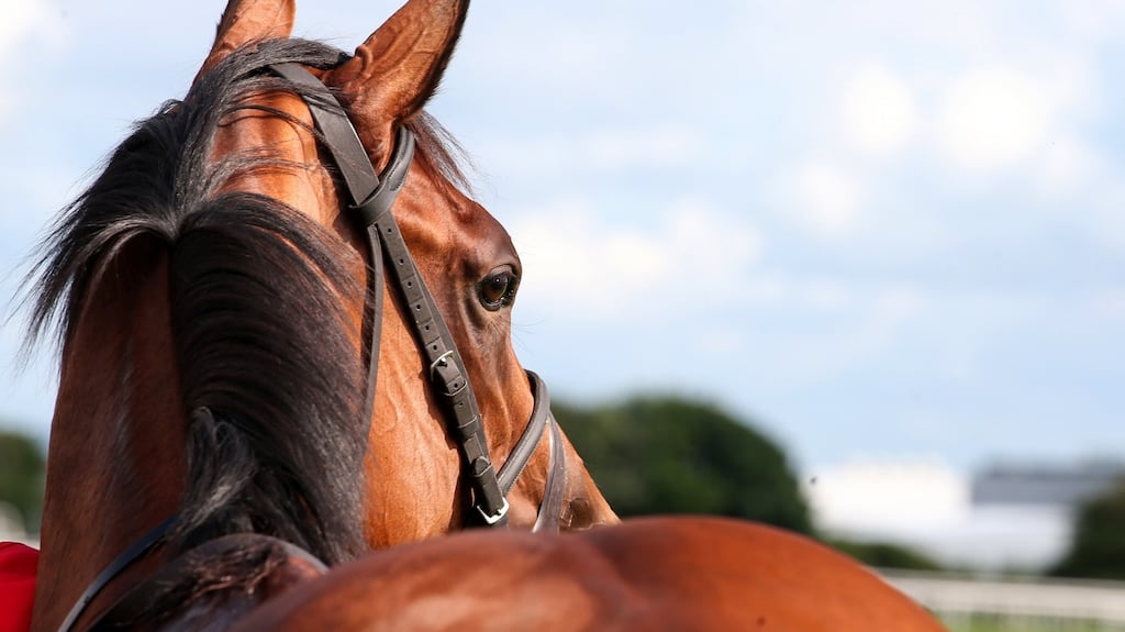 ‘Alizarine’ after winning the Colm Quinn BMW Irish EBF Fillies Maiden at Galway. She was later found to be stablemate Aurora Princess who was saddled for the race in error. Photograph: Caroline Norris/Inpho