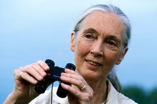 Jane Goodall, primatologist and global activist, dies aged 91