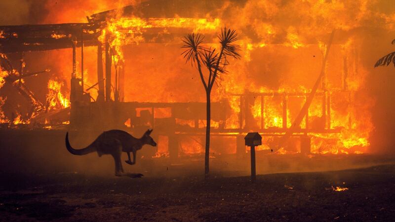 A kangaroo rushes past a burning house in Lake Conjola, Australia, on Tuesday. Photograph: Matthew Abbott/The New York Times.