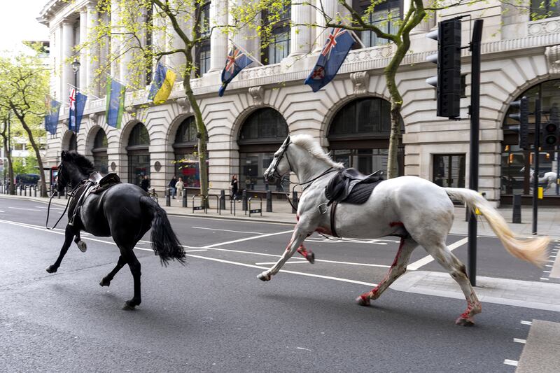The two loose horses bolting through the streets of London near Aldwych last Wednesday. Photograph: Jordan Pettitt/PA Wire