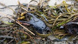 The age of citizen science has arrived but sustained funding is an issue