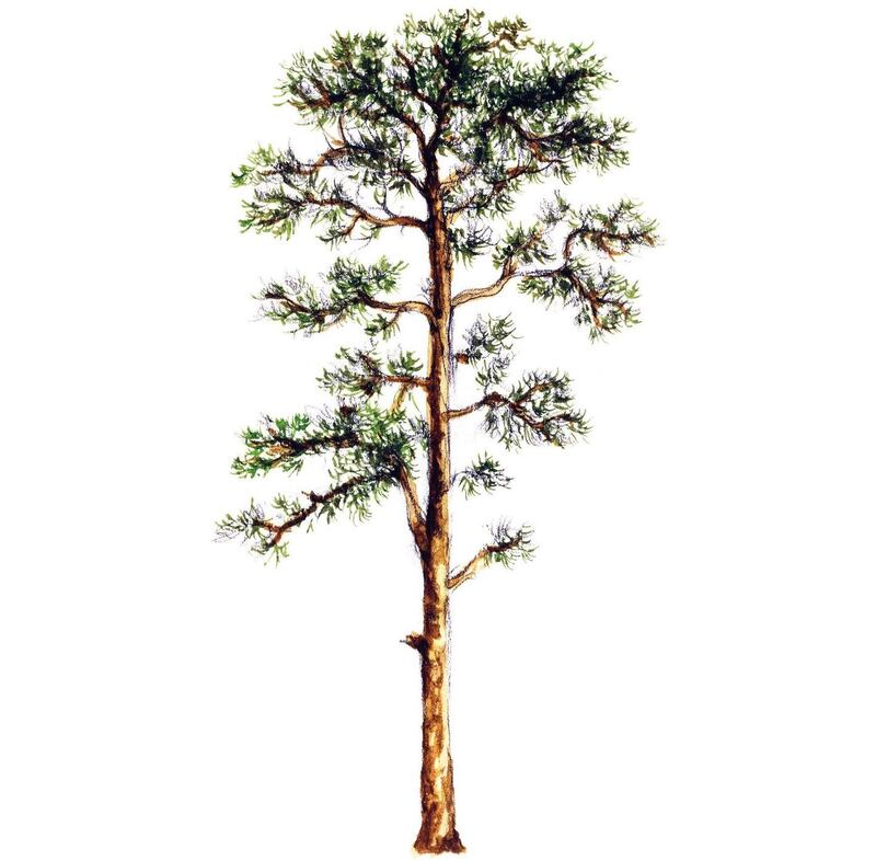 UNSPECIFIED - MARCH 03: Scots pine (Pinus sylvestris), Pinaceae, tree, leaves and fruit, illustration. (Photo by DeAgostini/Getty Images)