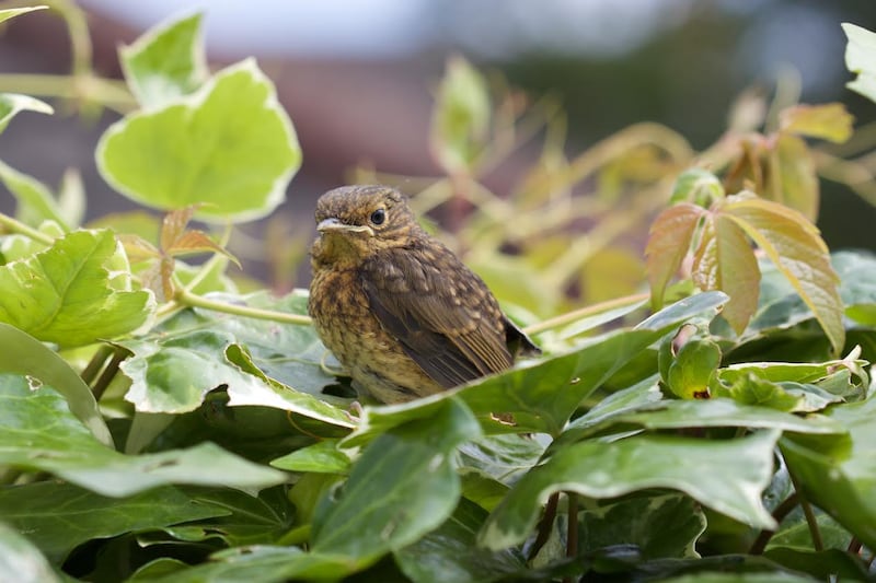 Robin. Photograph supplied by Myles Long