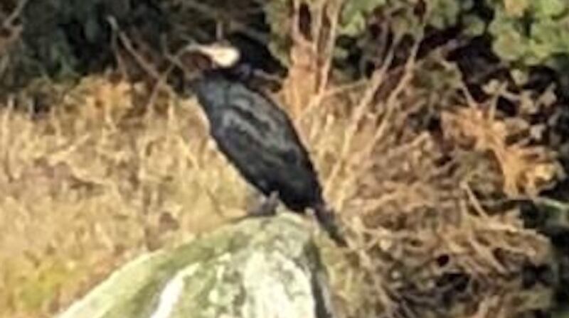 A cormorant.