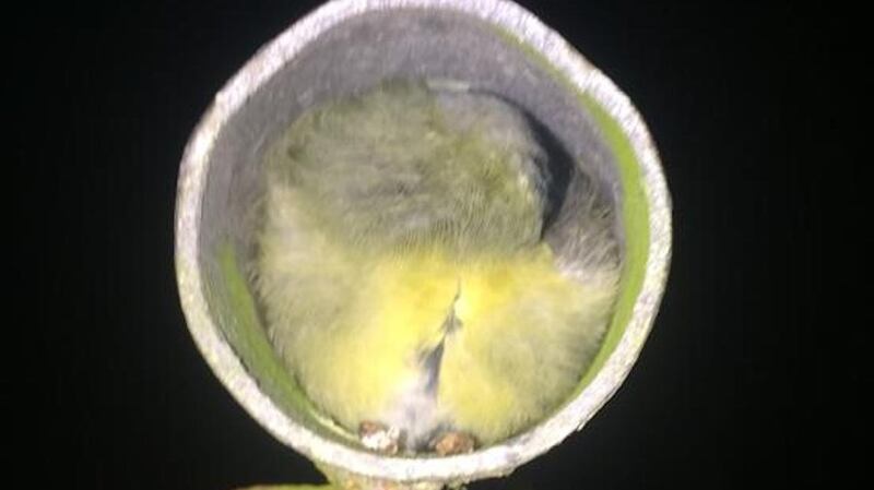 A great tit makes itself comfortable inside a clothesline pole in Barna, Co Galway