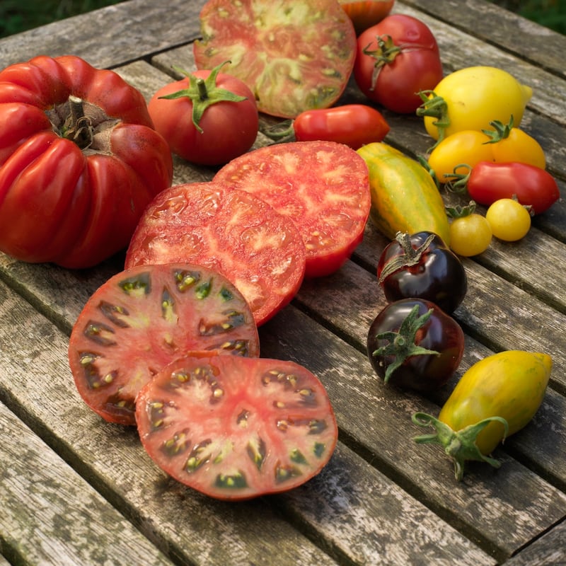 The National Botanic Gardens in Glasnevin, Dublin 9 are hosting a tomato festival. Photograph: Richard Johnston