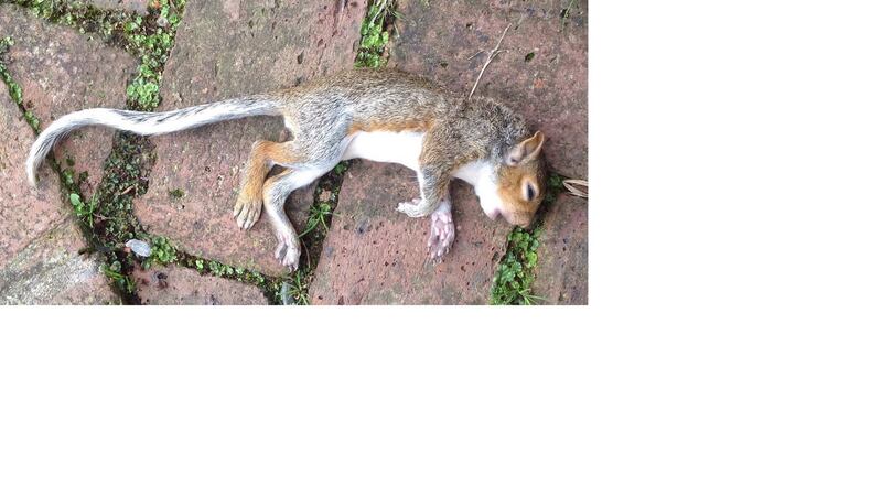 A young grey squirrel