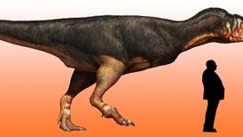 Museum fossil sheds new light on feather-covered dinosaur