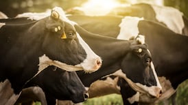 Calls on Government to scale up water pollution controls targeted at intensive dairy farms