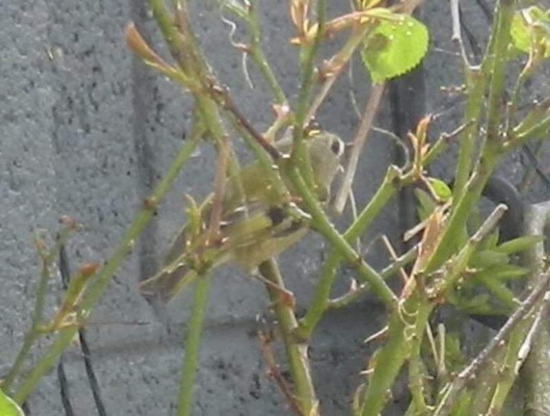 Goldcrest, supplied by Brendan O'Donoghue.