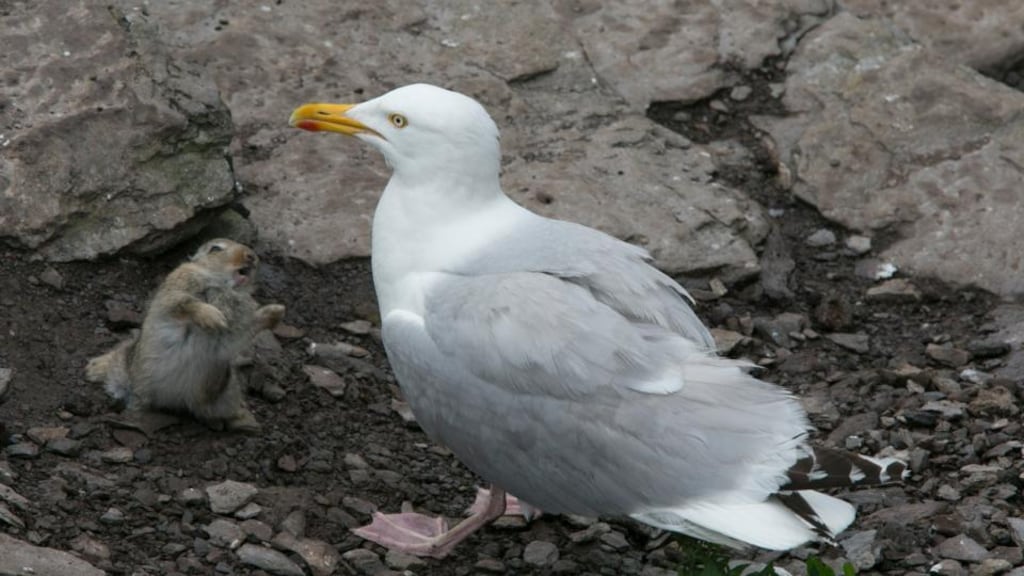 A young rabbit defends itself against a herring gull on Skellig Michael, Co Kerry. Photograph: Michael Kelly