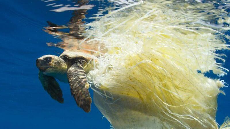 A turtles trapped in plastic on the BBC’s Blue Planet 2
