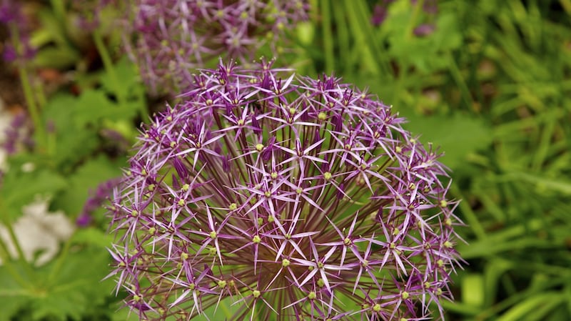 Allium cristophii. Photograph: iStock