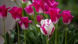 Gardening Q&A: How to avoid tulip fire
