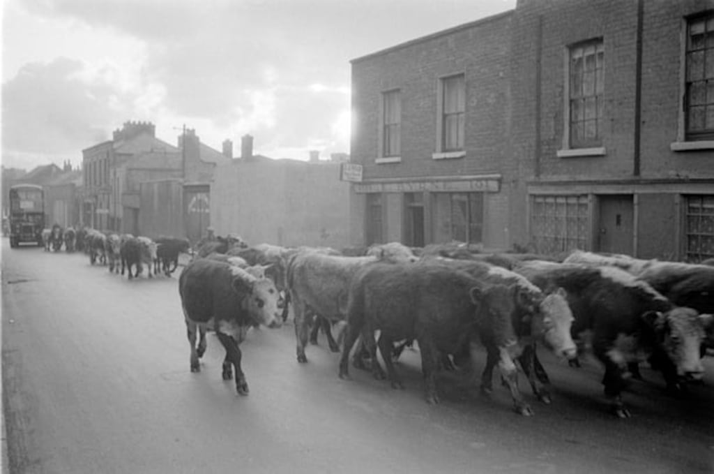 At its 1957 height, the Dublin Cattle Market was Europe’s biggest, with almost 700,000 animals a year passing through. 
Photograph: Courtesy of 14henriettastreet.ie