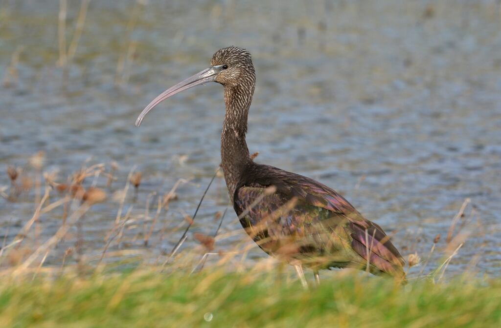 The glossy ibis is an increasing presence in Ireland due to climate change. Photograph: Richard T Mills/BirdWatch Ireland