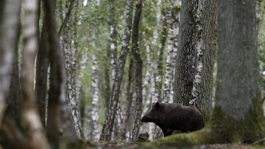 Wild thing: illegal releases of boar could spread foot-and-mouth disease. Photograph: Kenzo Tribouillard/ AFP/Getty Images