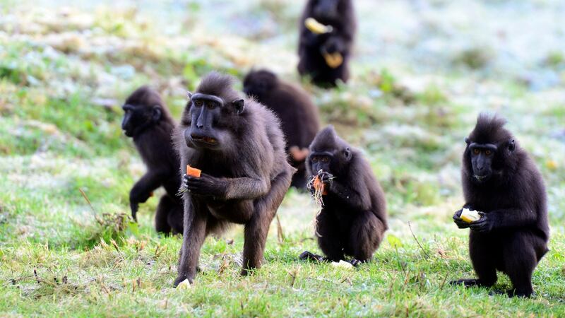 A family of Sulawesi crested macaques at Dublin Zoo. File photograph: Cyril Byrne/The Irish Times.