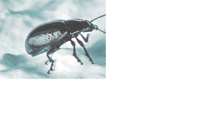 The rose chafer beetle