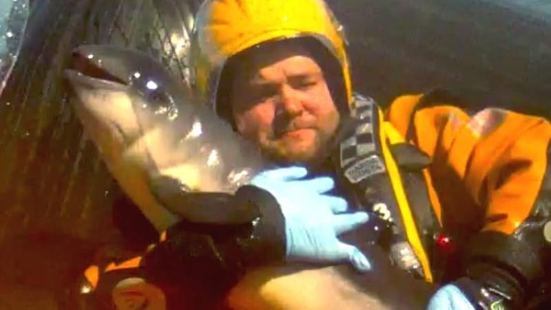 Tom Cassidy, from Raheny, Dublin, holds a new-born harbour porpoise, as members of DSPCA and Marine Mammal Rescue were on standby waiting on a boat to take the new born back out to sea, after it had been found in shallow water at Portmarknock beach, Dublin yesterday. Photograph: Dara Mac Dónaill/The Irish Times