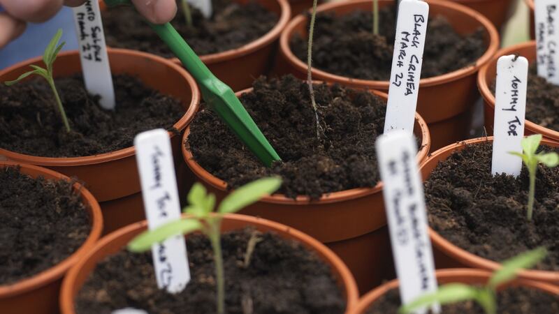 Pricking out young tomato seedlings for growing under the cover of a sunny porch. Photograph: Richard Johnston.