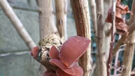 Help! I have something strange growing on my garden plant