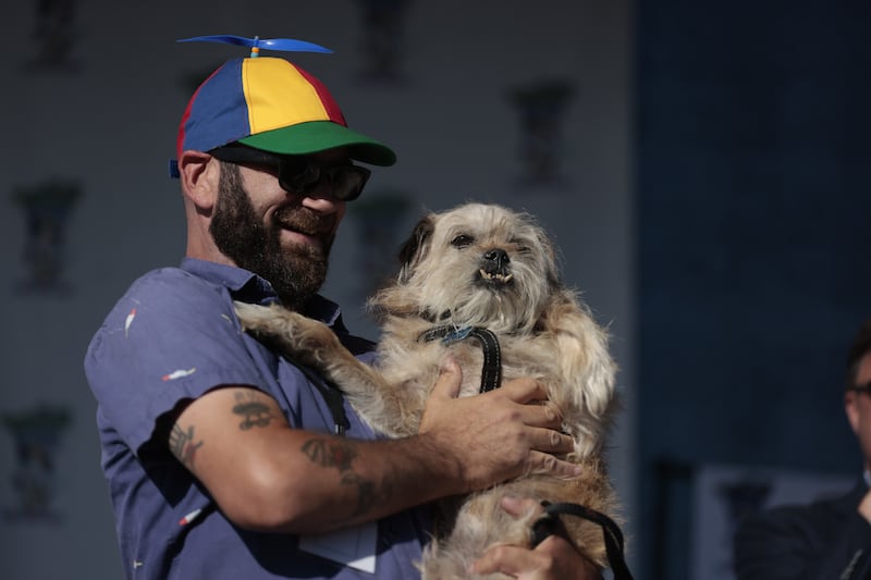 World's Ugliest Dog Contest: Freddie Mercury, a 14-year-old Brussels-griffon/pug mix, pictured with Dan, is the official mascot of Petaluma’s local ice-cream truck. Photograph: John G Mabanglo/EPA