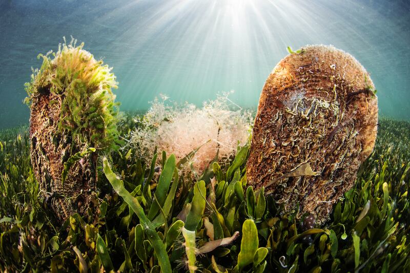 Giant fan mussels in the Mar Menor. Photograph: Javier Murcia