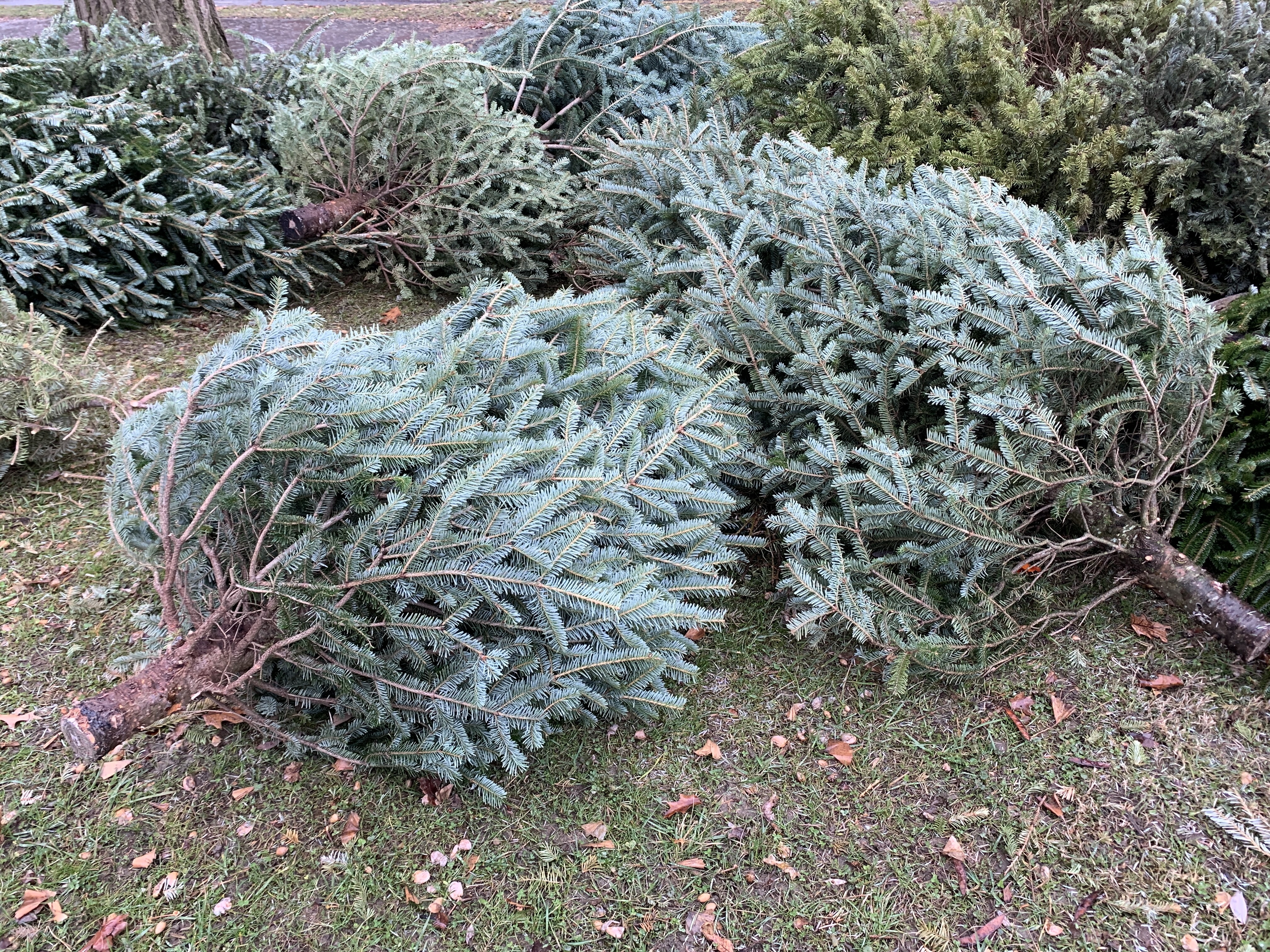 As well as Christmas trees,  other kinds of natural Christmas decorations can also be composted. Photograph: iStock
