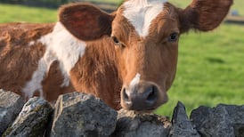 Michael Harding: We called her Alice the Goat. Nobody knew why. I could tell you a story about her