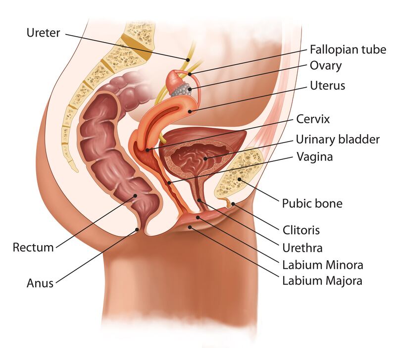 Cross section of the female sexual organs including the clitoris. Illustration: kocakayaali/Getty/iStockphoto