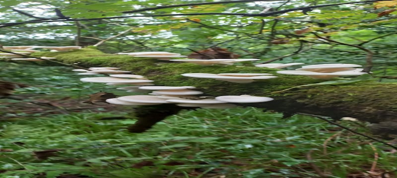 Lung oyster fungus. Photograph: Trevor Lloyd