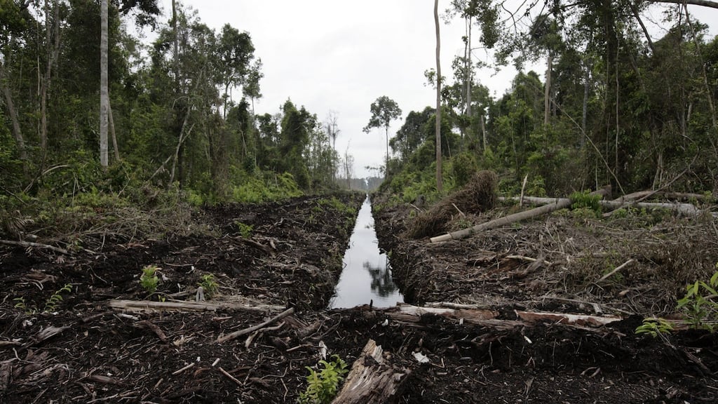 A man-made river used to dry up forest peatland is seen in Kuala Cenaku, Riau Province in Sumatra Island, Indonesia File photograph: Dimas Ardian/Getty Images