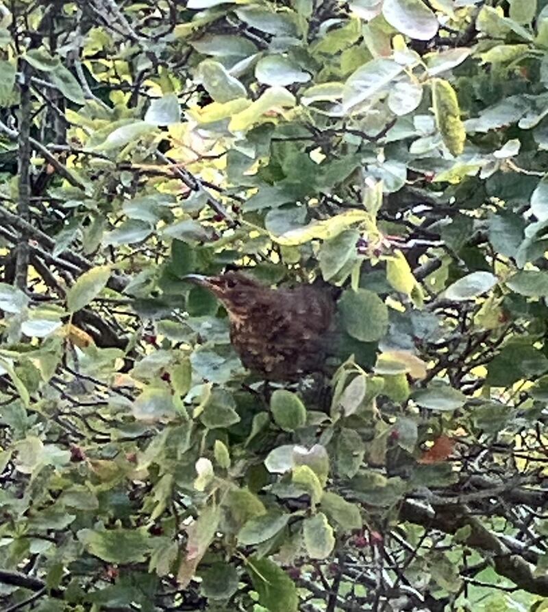 Juvenile blackbird. Photograph supplied by Isobel Honahan