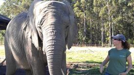 ‘Hearing an Irish accent abroad connects you to home’