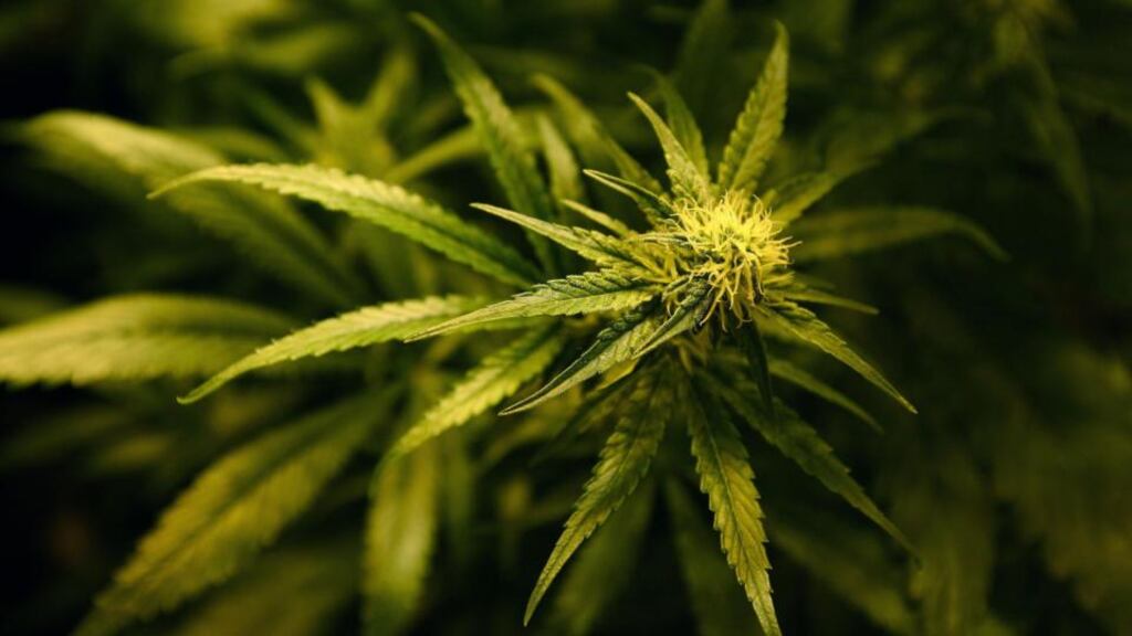 Cannabis among drugs found in two separate searches in Co Kildare yesterday