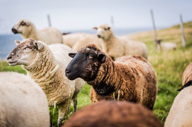 Irish Loop: sheep graze near the town of St Vincent’s–St Stephen’s–Peter’s River. Photograph: Candace Kennedy/New York Times