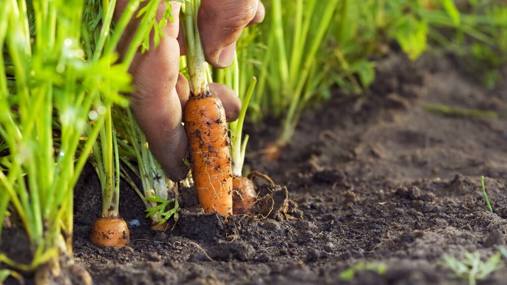 ‘If I could see this carrot as something very costly and precious, it would change the way I treated it,’ says Rene Redzepi