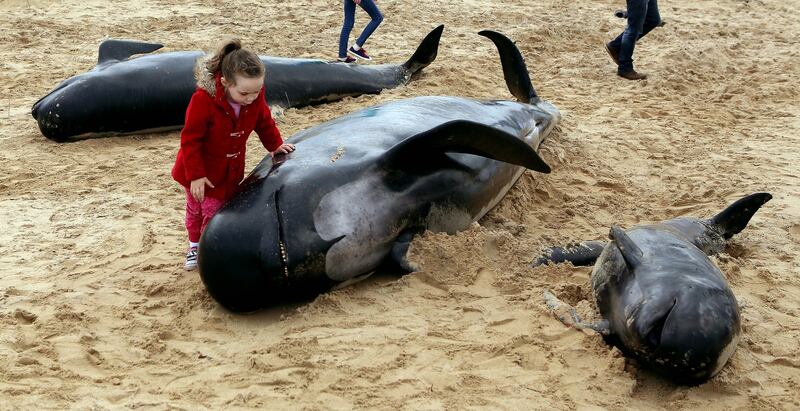 Dead whales which were beached at Ballyness Beach in North Donegal. Photograph: Joe Boland/North West Newspix