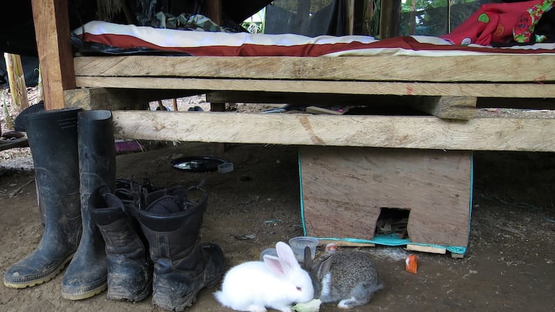 Pet rabbits alongside military boots at the bottom of a Farc guerrilla’s bunk at the 57th Front’s demobilisation camp in Chocó, Colombia. Photograph: David McKechnie