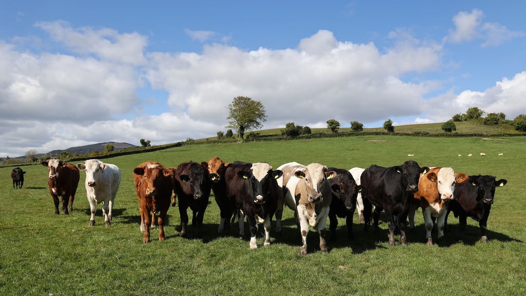 The report examined efforts by member states to reduce emissions from three key sources: livestock, chemical fertilisers and manure, and land use. Photograph: Nick Bradshaw/The Irish Times