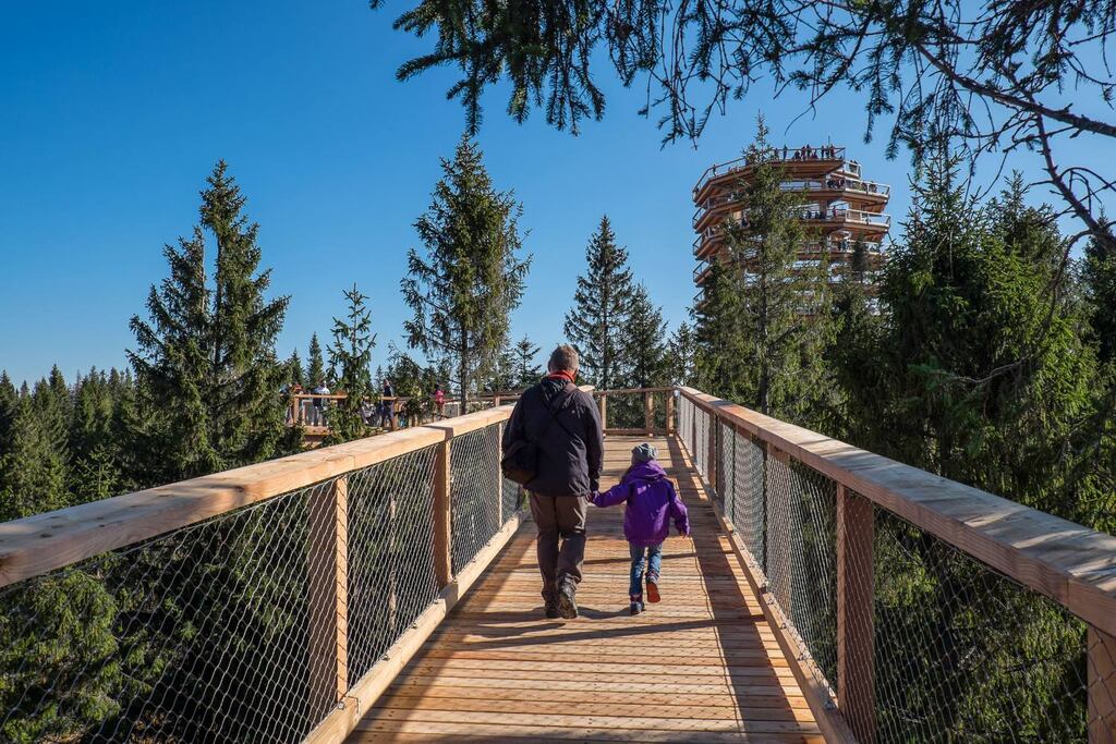 Treetop Walk, Avondale Forest Park, Co Wicklow