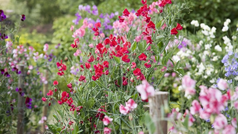 A sweet pea garden