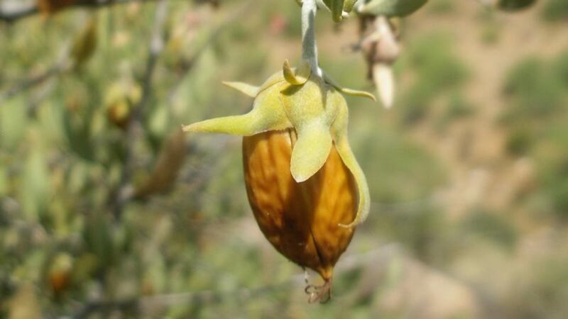 Simmondsia chinensis fruit (jojoba) in Arizona