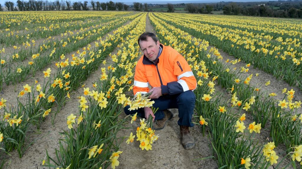 Darragh McCullough owner of Elmgrove farm, Gormanston, in 75 acres of daffodils. Photograph: Alan Betson
