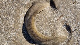 What is this unusual beach dweller? Readers’ nature queries