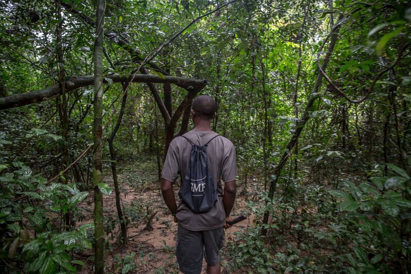 A guide leads a forest walk through Tiwai Island, southeast Sierra Leone. Photograph: Sally Hayden
