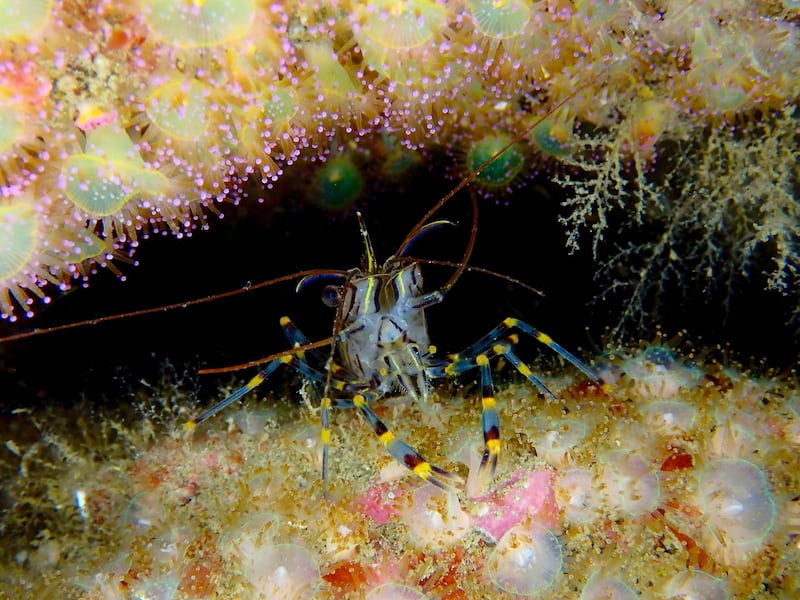'Shrimp on the Lookout', taken in Mullaghmore, Co Sligo, was highly commended in the Ocean category. Photograph: Sinead Keys